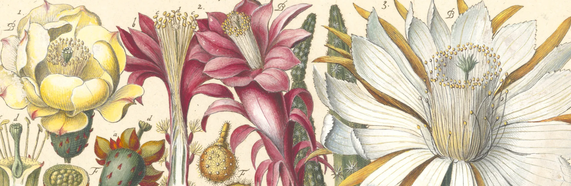 Ausschnitt eines kolorierten Kupferstiches, der verschiedene Kakteenblüten zeigt