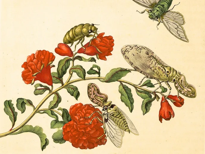 Göttinger Digitalisierungszentrum Kolorierter Kupferstich mit einem Zweig mit roten Blüten und vier Insekten, die auf den Blüten sitzen oder sich ihnen nähern.