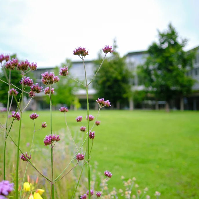 Blühstreifen vor der Zentralbibliothek