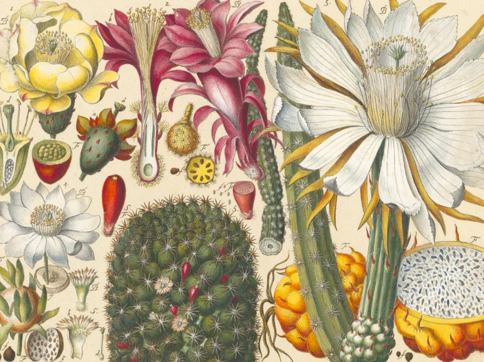 Ausschnitt aus Johannes Gessners Tabulae phytographicae Kolorierte botanische Darstellung verschiedener Kakteenarten mit Blüten, Früchten, Querschnitten und Details einzelner Pflanzenteile