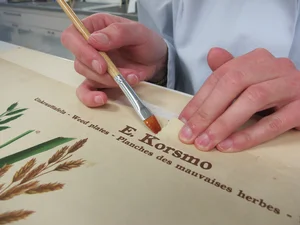 Kleben von Rissen Hand hält einen Pinsel und repariert einen Riss im Papier einer botanischen Tafel.