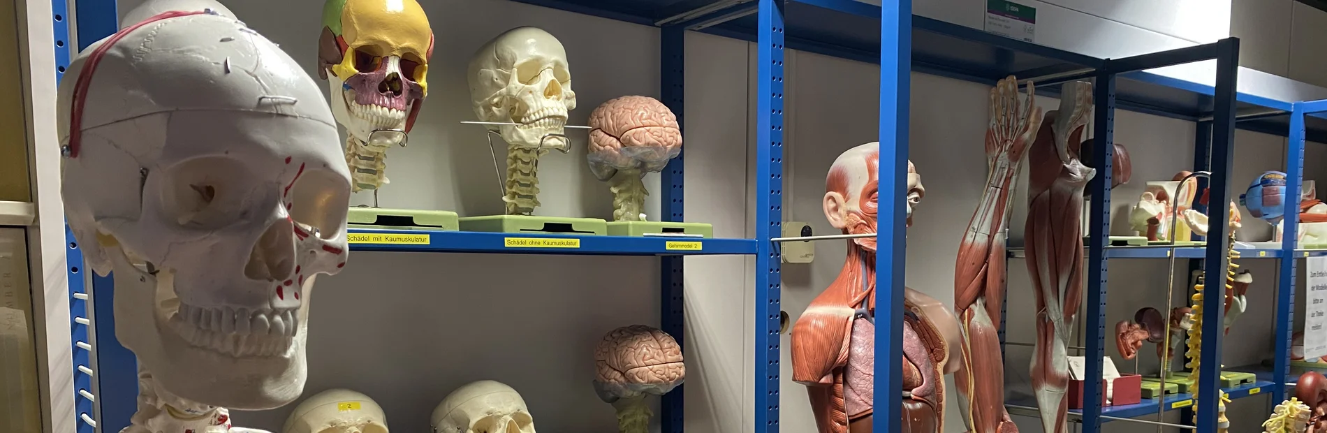Anatomische Modelle in der Bereichsbibliothek Medizin